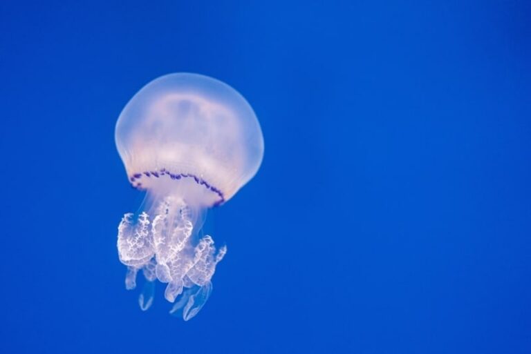 Clean the Sky – Self-Reliant Jellyfish Cyborgs
