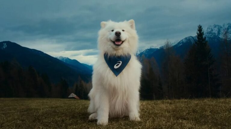 Dog-Starring Sporty Campaigns : mind’s best friend