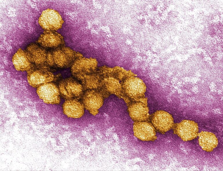 The virus that stalks urban neighborhoods » Yale Climate Connections