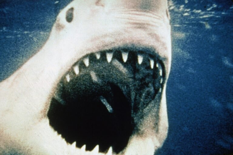 The Applause for Jaws, Despite Flaws