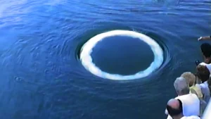 Whales blow bubble rings—And they might be talking to us