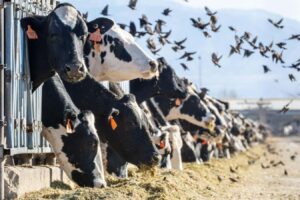 How a US agriculture agency became key in the fight against bird flu