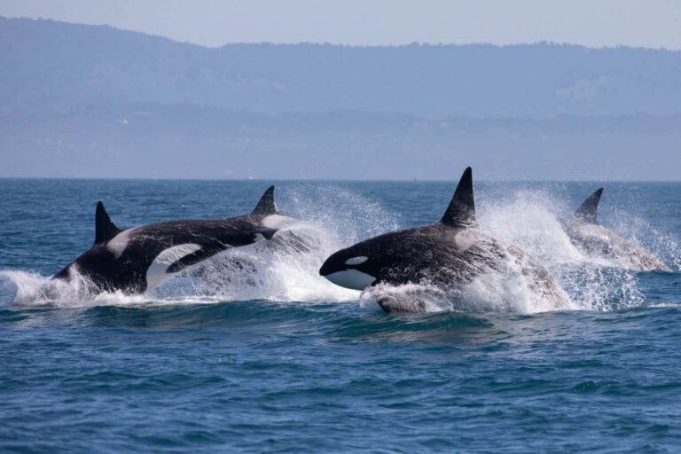 Orcas scrub each other clean with bits of kelp