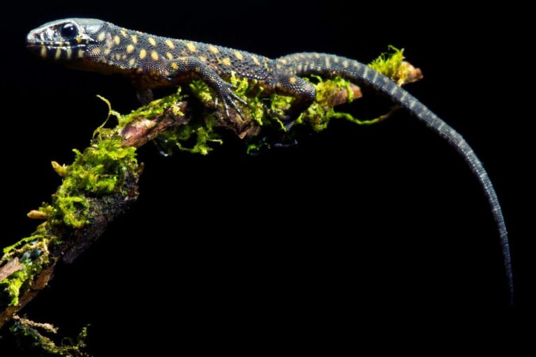 Enigmatic lizards somehow survived near Chicxulub asteroid impact