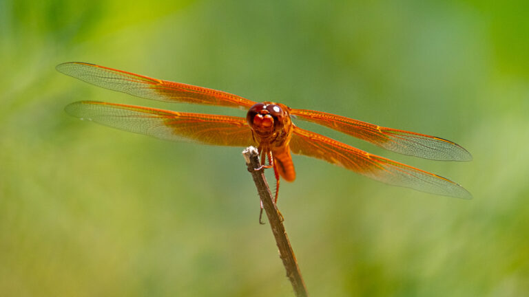 Photographing dragonflies – Photofocus