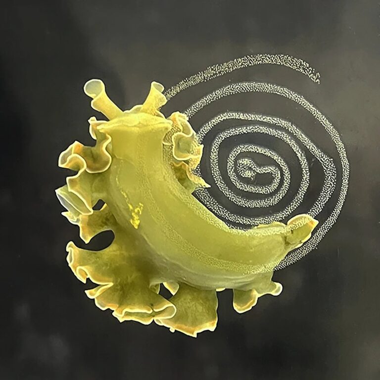 Solar-Powered Slug Steals Chloroplasts and Stores Them for Emergency Food