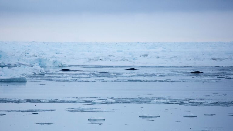 The Arctic is getting louder, and whales are paying the price » Yale Climate Connections