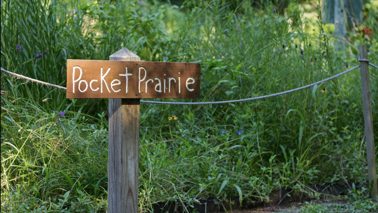 Iowa residents bring the prairie back, one yard at a time » Yale Climate Connections