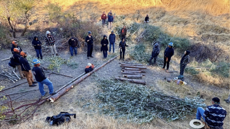 Waste from forest thinning gets new purpose in Northern California » Yale Climate Connections