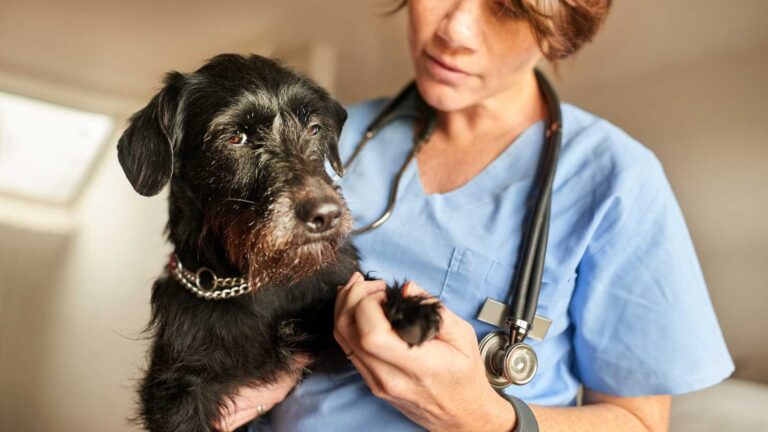 The hidden ways heat threatens pets, children, and older adults » Yale Climate Connections