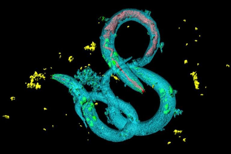 Exposure to microplastic makes animals want to eat it more