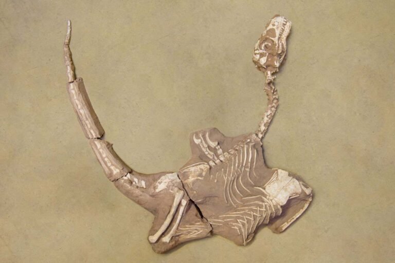 Small, stocky dinosaur related to Velociraptor named as new species