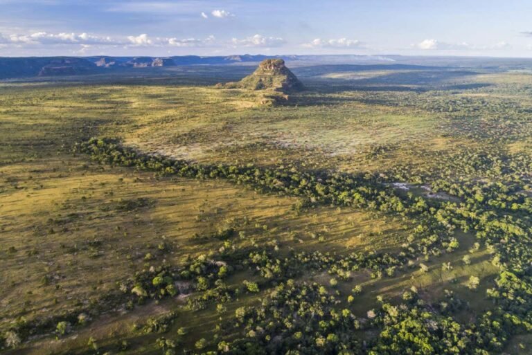 Major carbon sink may have vanished for a second year in a row