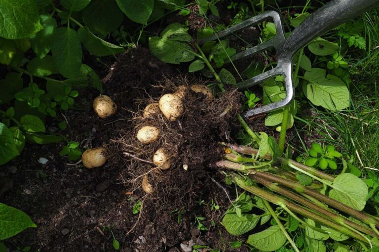 Mystery of the potato’s origins solved by genetics