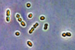 Human milk could help fight infections that endanger pregnancies