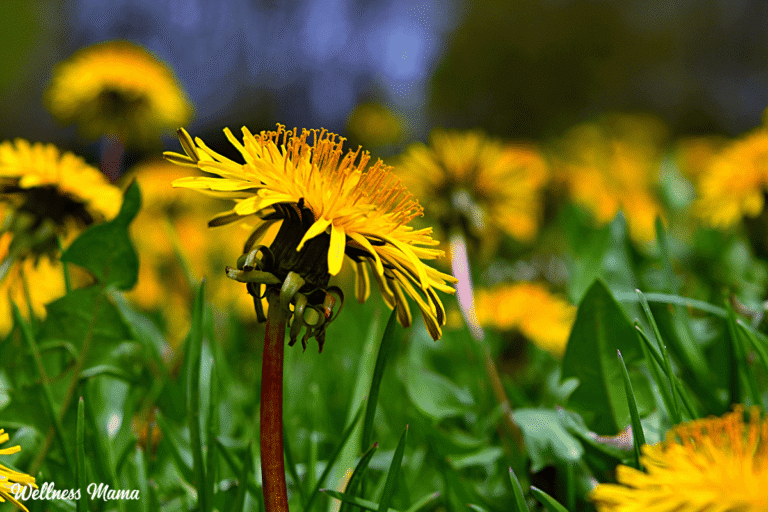 7 Backyard Herbal Remedies to Harvest Yourself