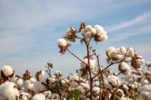 Clean the Sky – Improved Cotton Yield Initiatives