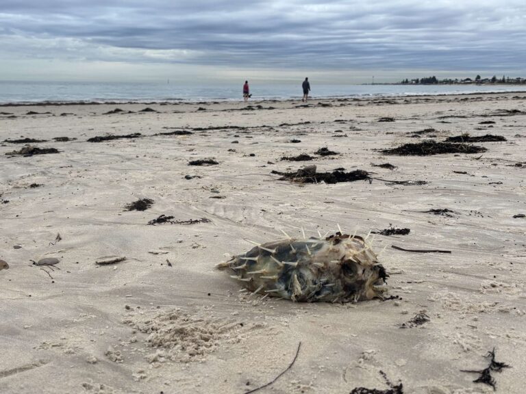 South Australia’s algal bloom is an unnatural disaster