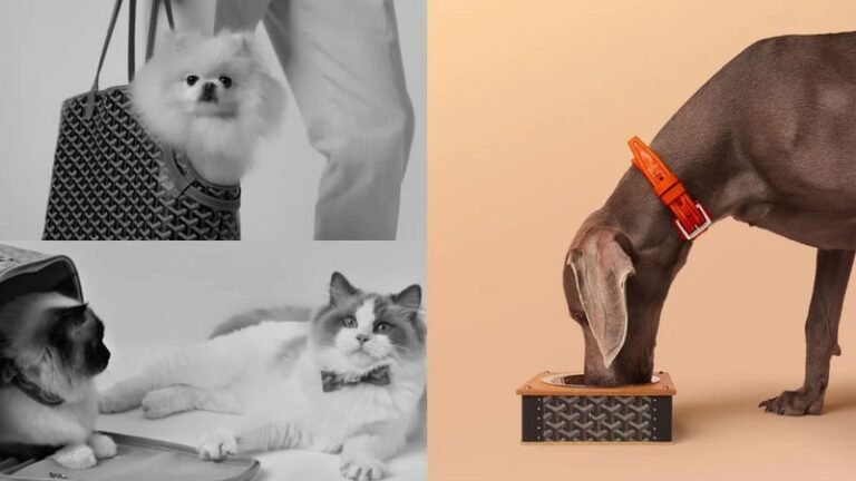 Modern Luxury Pet Accessories : goyard pet luxe