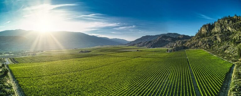 Grapevine Heat Stress Projects : heat stress