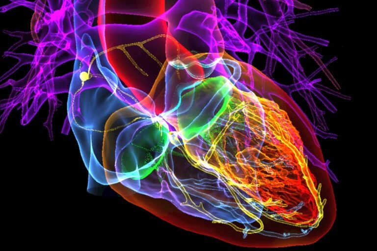 Organ Proteins Reveal How Aging Accelerates at 50 Years Old