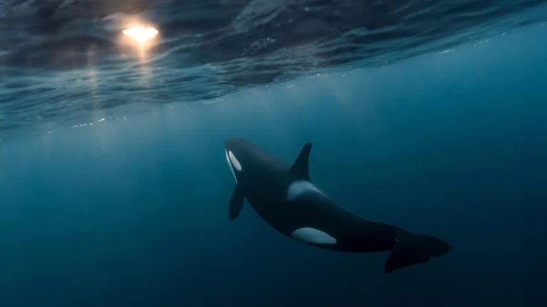 Why do killer whales keep handing us fish? Scientists unpack the mystery