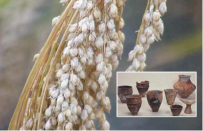 A ‘Millet Mystery’ And Its Complex Agricultural Adoption In Ancient Japan – Study