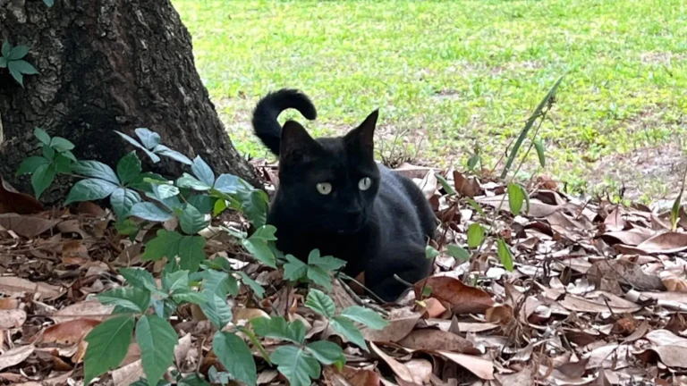 Florida cat sniffs out another new virus—and scientists are listening