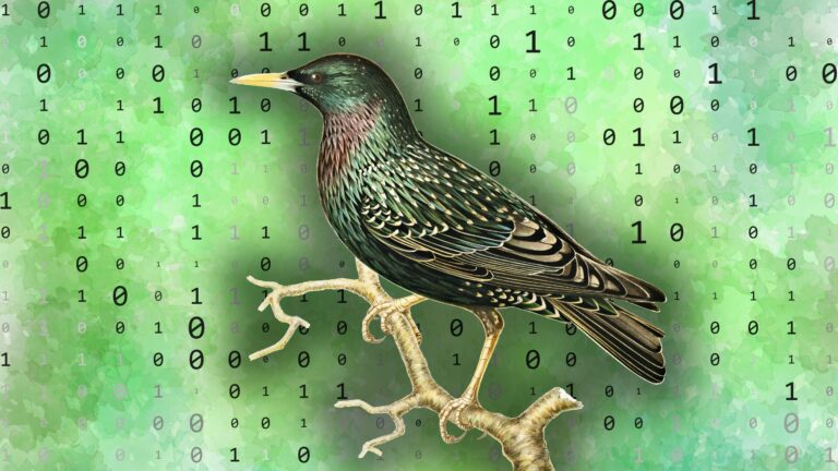 how one YouTuber taught a starling to store and retrieve data