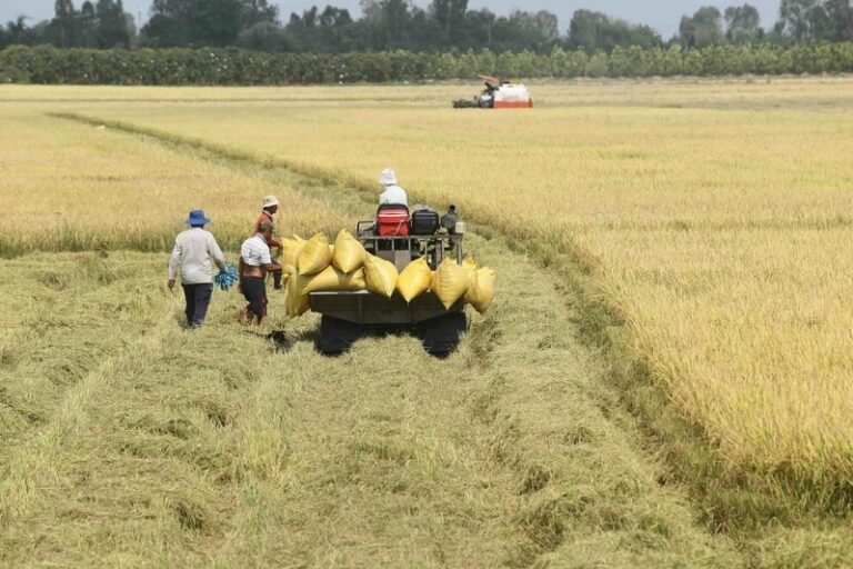 Sustainable Rice Farming Initiatives : sustainable rice farming practices