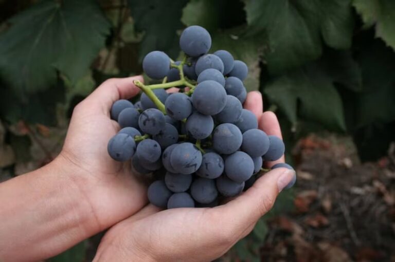 Groundbreaking Food Industry Partnerships : TELUS Agriculture