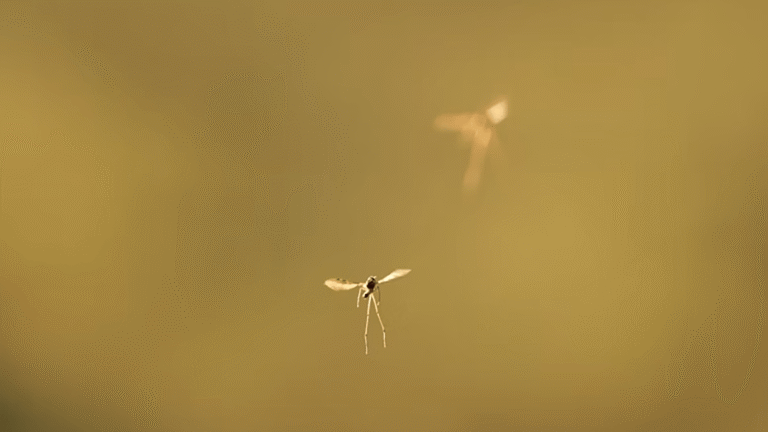 A warming climate means more mosquito bites » Yale Climate Connections