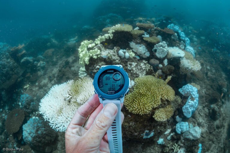 Soaring ocean temperatures: Australia’s iconic marine wonders are under attack