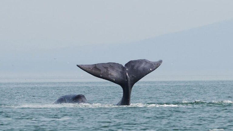 Bowhead whales are losing habitat they’ve preferred for 12,000 years » Yale Climate Connections