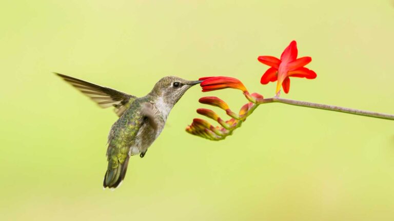 Nature can keep up with climate change – but not at this speed » Yale Climate Connections