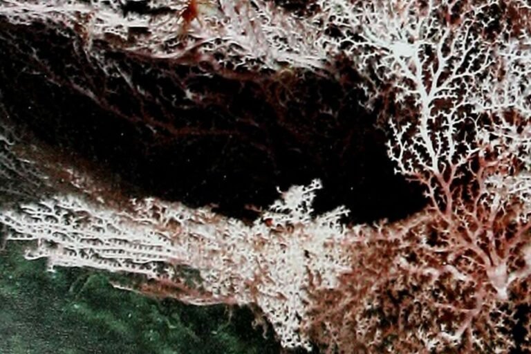 Deep-living microbes could ‘eat’ energy generated by earthquakes