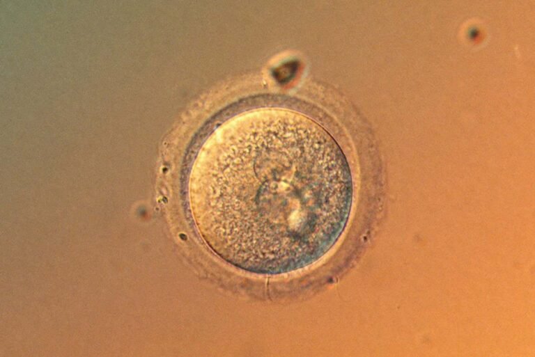 Human eggs don’t accumulate as many mutations with age as we thought