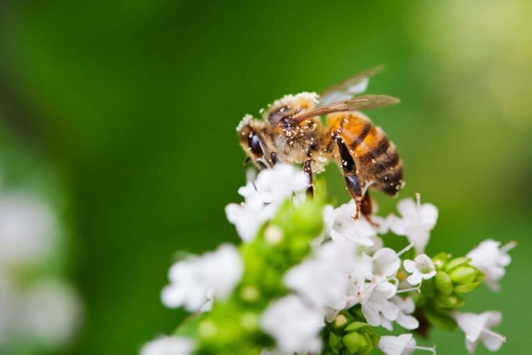 Two sneaky viruses may be messing with honeybee flight
