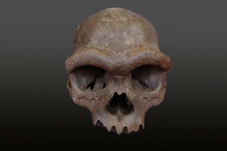 An incredible Denisovan skull is upending the story of human evolution