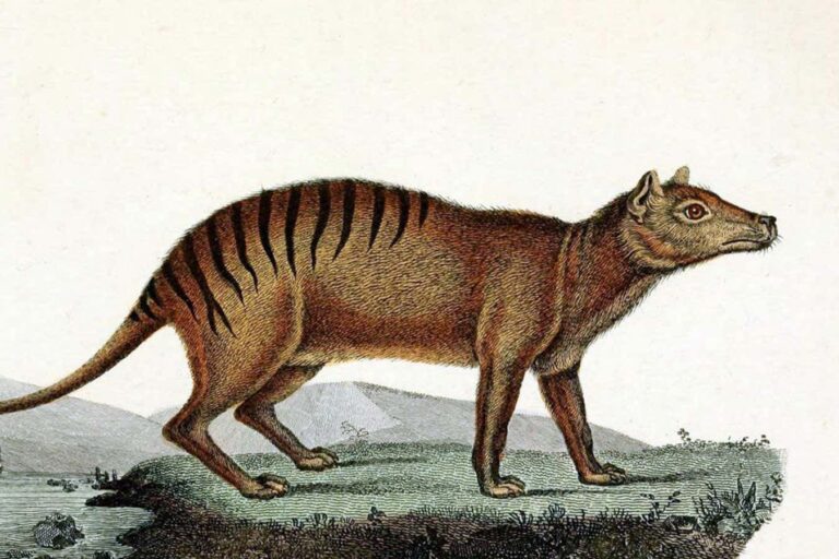 Thylacine’s genome provides clues about why it went extinct