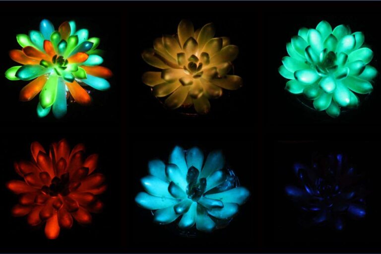 Glow-in-the-dark plants to replace streetlights? Forget it