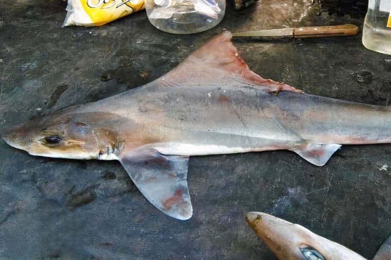 Long-lost sailback shark rediscovered after more than 50 years