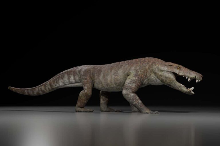 Ancient crocodile relative could have ripped dinosaurs apart