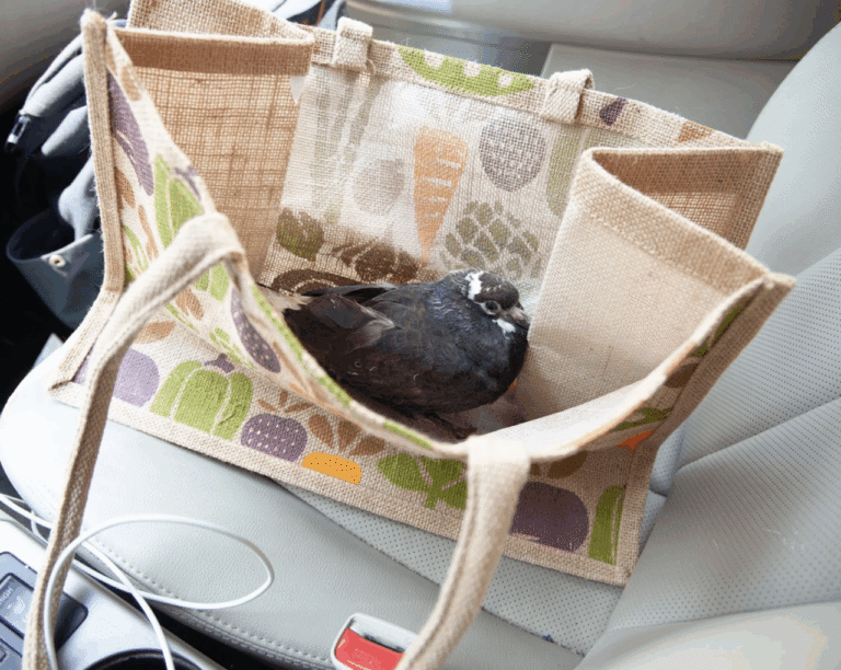 The Volunteers Who Rescue New York City’s Injured Birds
