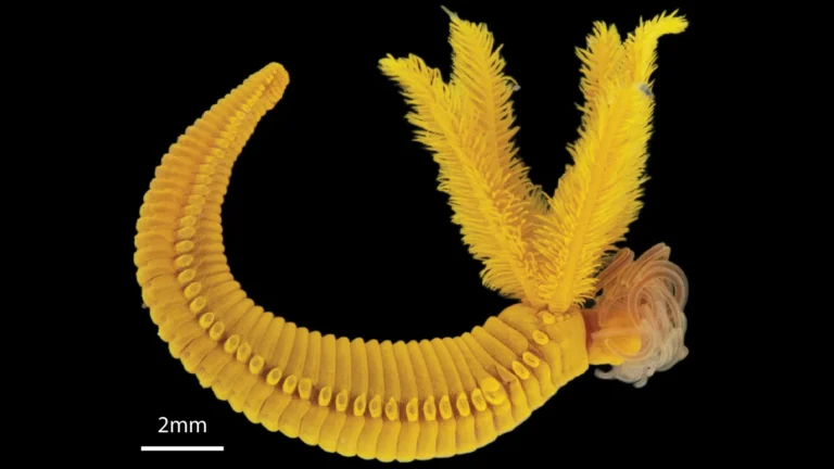 The bright yellow worm that turns ocean poison into golden survival crystals