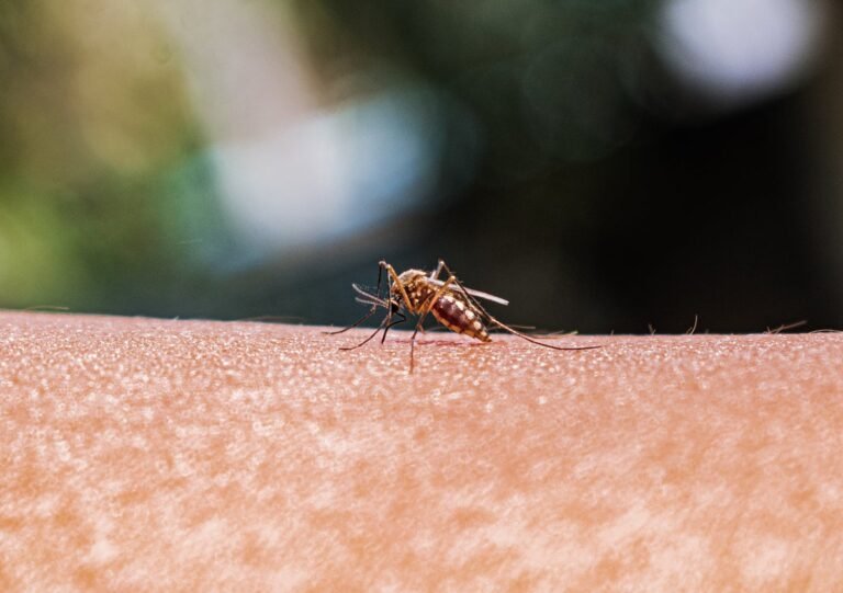 Second U.S. Malaria Case Not Tied to Travel Raises Fears of Local Transmission