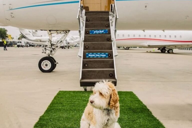 Pet-Focused Travel Concierges : bark air