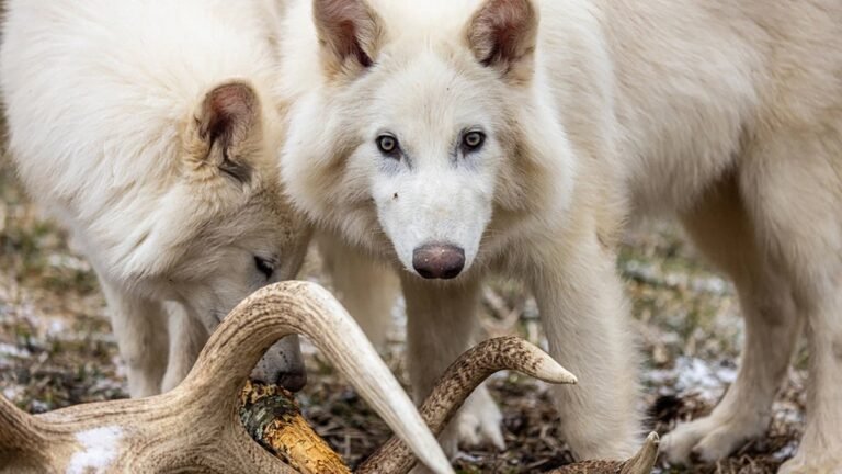 The Scientific Debate over Colossal’s ‘De-extinct’ Dire Wolves