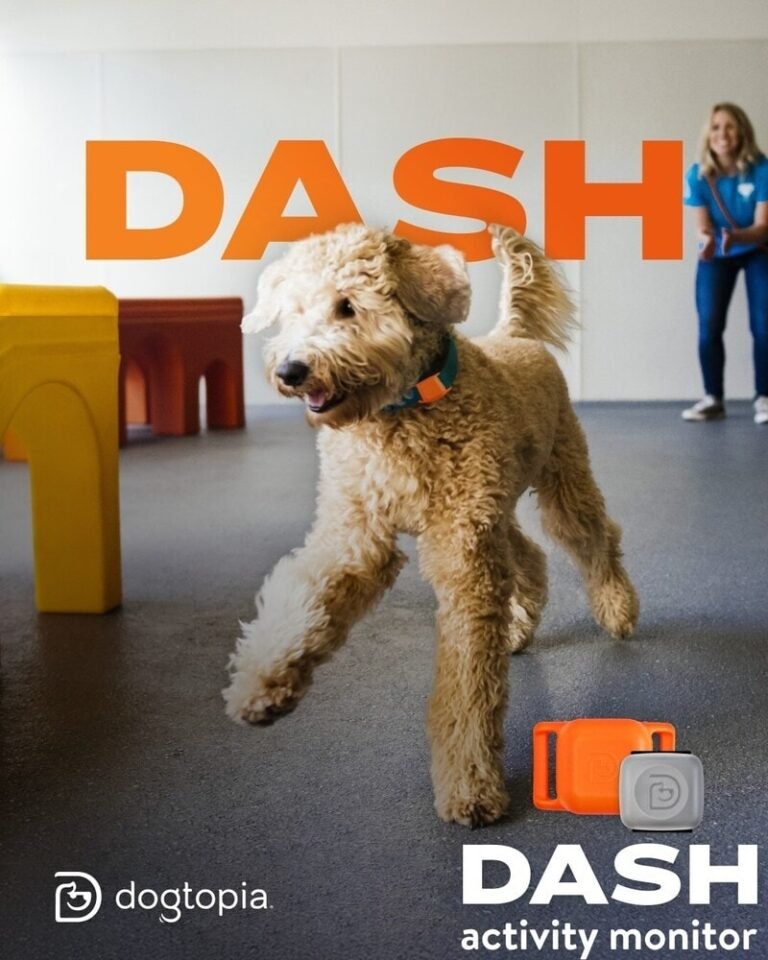 Dog Activity Monitors : dash