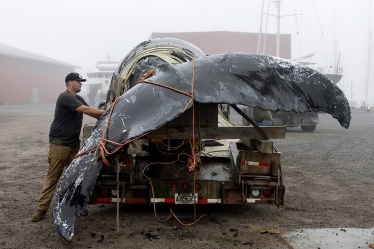 Proposed House Bill Would Weaken Marine Mammal Protection Act, Endangering Whales, Dolphins and More